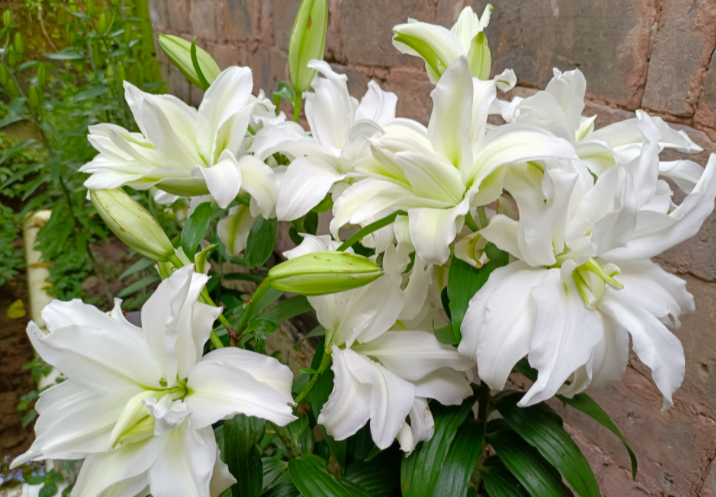 北方四季常青耐寒庭院绿植（分享32种最耐寒的植物）