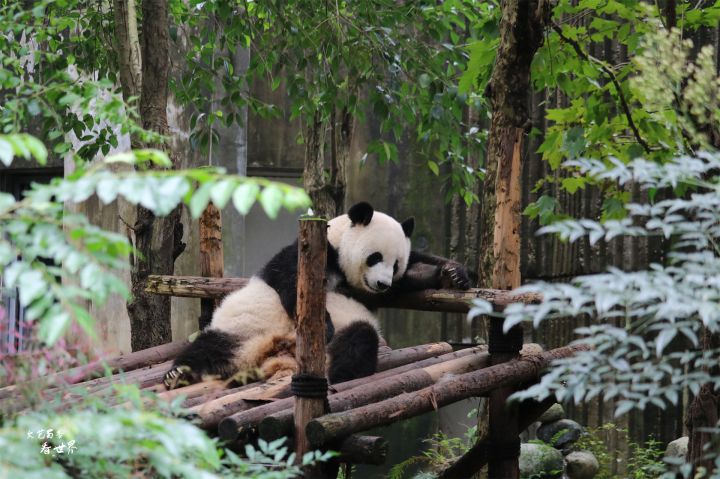 成都景点排行榜（成都游玩必去的10个景点）