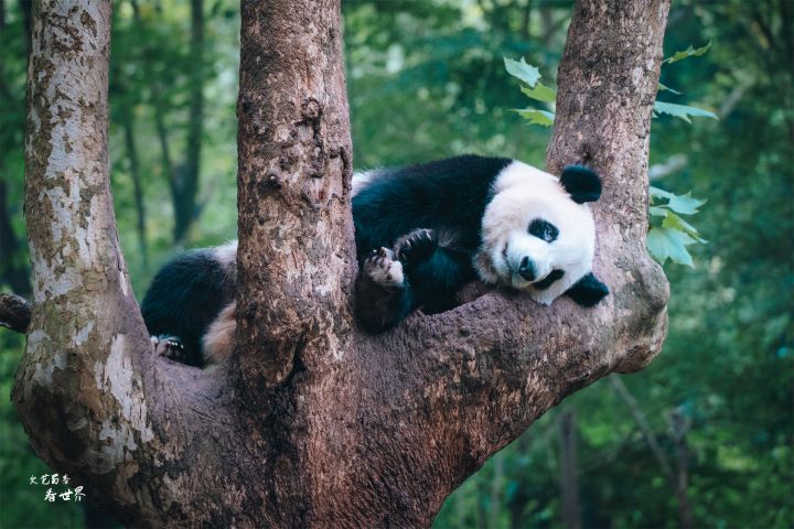 成都景点排行榜（成都游玩必去的10个景点）