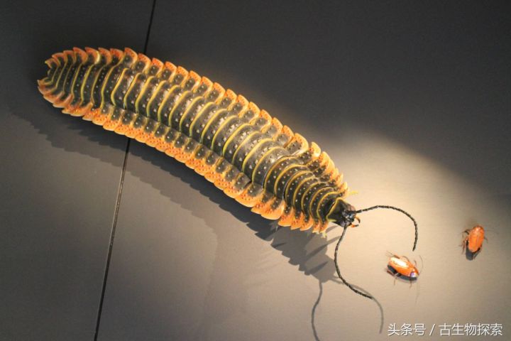 最大的蜈蚣有多大（史上最大的蜈蚣你见过吗）