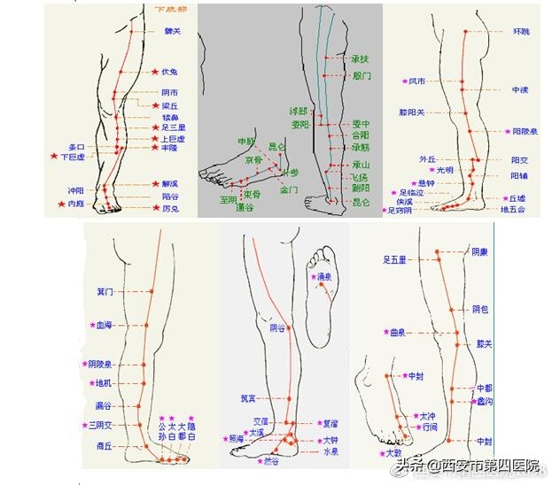 足底按摩图(足底按摩图反射区图片的功效)-图8