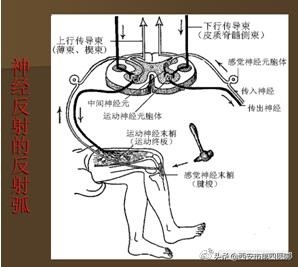 足底按摩图(足底按摩图反射区图片的功效)-图10