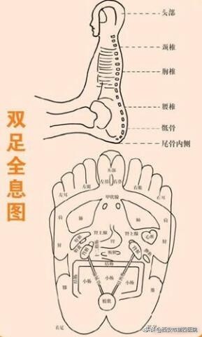 足底按摩图(足底按摩图反射区图片的功效)-图7