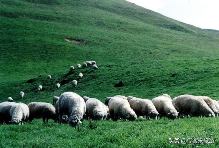云南马楠云上草原旅游公司「云南旅游新猎奇马楠云上草原自驾游营地摄影自驾爱好者的天堂」