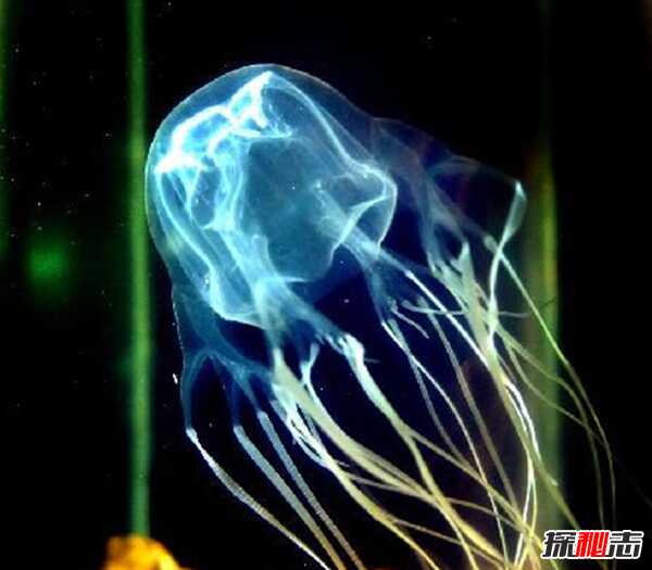 被认为最致命的水母：可致人体器官全部衰竭(两分钟内)