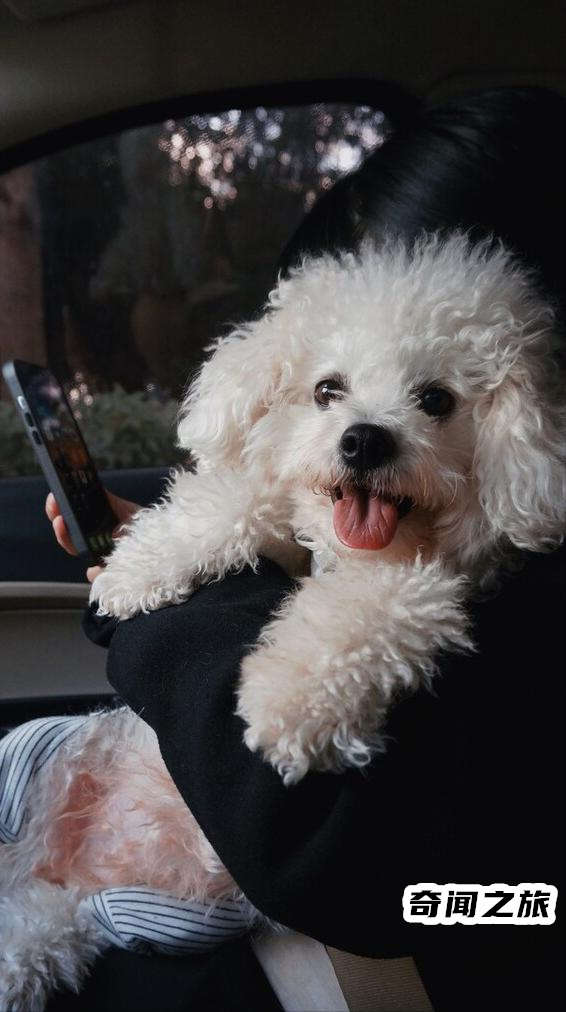 比熊犬一只大概多少钱才标准（比熊犬最便宜多少钱一只幼犬）(2)_