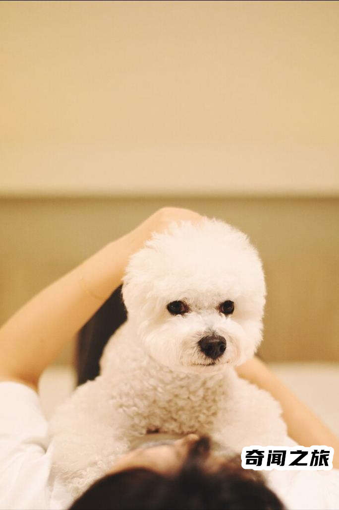 比熊犬一只大概多少钱才标准（比熊犬最便宜多少钱一只幼犬）(5)_