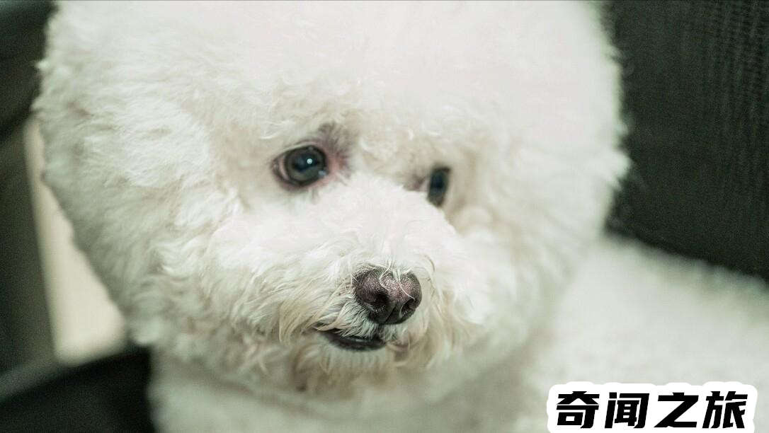 比熊犬一只大概多少钱才标准（比熊犬最便宜多少钱一只幼犬）(7)_