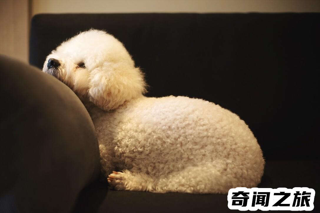 比熊犬一只大概多少钱才标准（比熊犬最便宜多少钱一只幼犬）(9)_