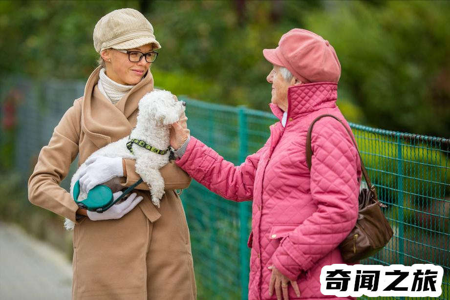比熊犬一只大概多少钱才标准（比熊犬最便宜多少钱一只幼犬）(4)_