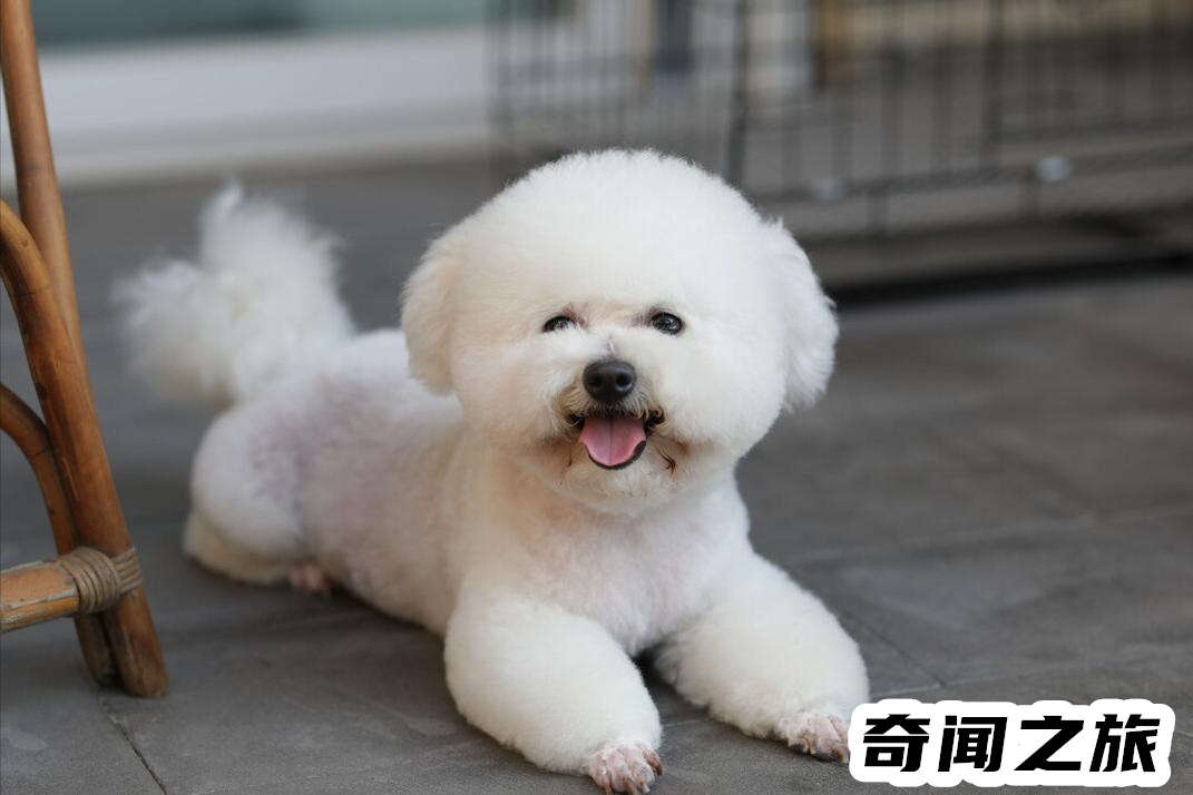 比熊犬一只大概多少钱才标准（比熊犬最便宜多少钱一只幼犬）(1)_