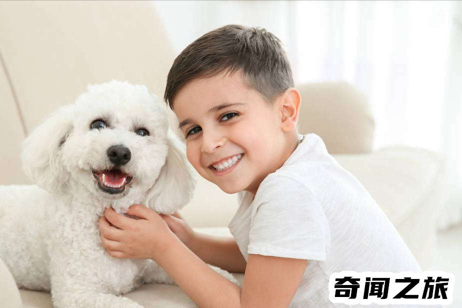 比熊犬一只大概多少钱才标准（比熊犬最便宜多少钱一只幼犬）(3)_