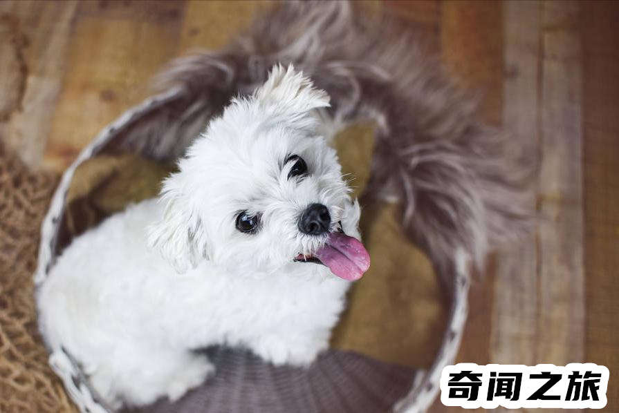 比熊犬一只大概多少钱才标准（比熊犬最便宜多少钱一只幼犬）(8)_