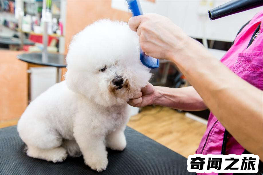 比熊犬一只大概多少钱才标准（比熊犬最便宜多少钱一只幼犬）(11)_