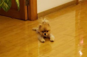 ​第一次养博美需要注意什么