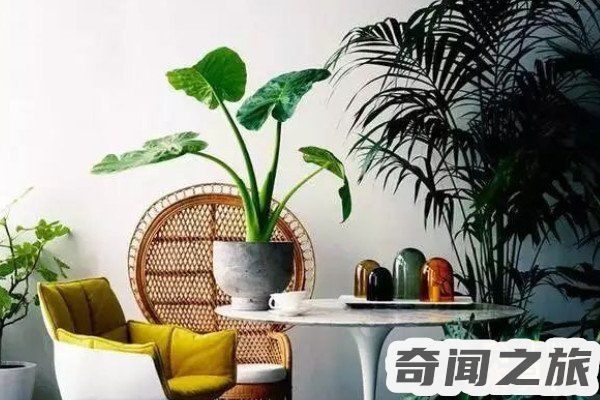 对付甲醛这3个土方法（最近才发现甲醛最怕这三个土方法）(1)_