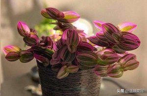 ​油画花的养殖方法和注意事项（油画吊兰的5个养护小技巧）