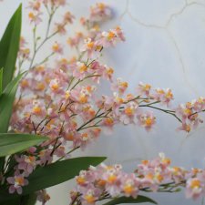 ​文心兰的花语是什么（科普文心兰花语及养护技巧）