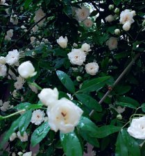 ​木香花的缺点（木香花的栽培技巧和注意事项）