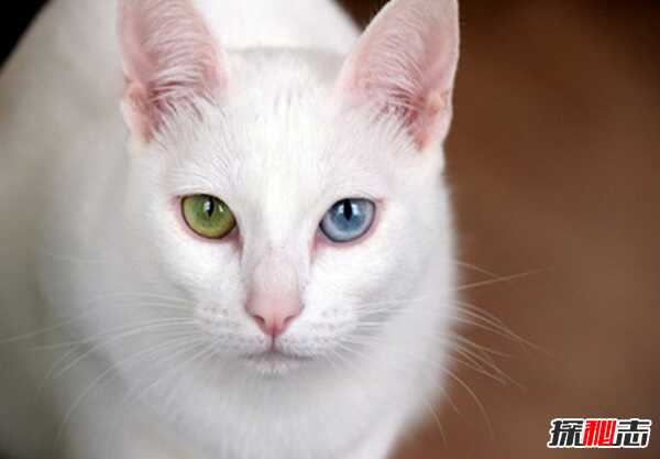 猫有哪些品种带图片?世界12大最奇异的猫品种