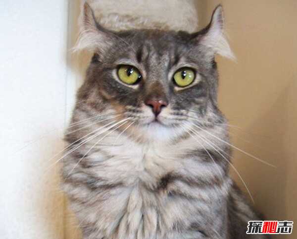 猫有哪些品种带图片?世界12大最奇异的猫品种