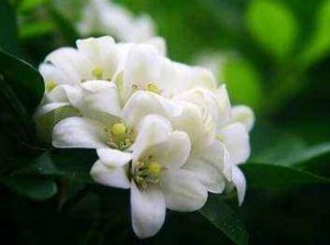 ​九里香什么时候开花（九里香花期时间以及种植技巧）