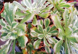 ​多肉植物黄叶怎么回事(多肉植物叶子发黄是什么原因)