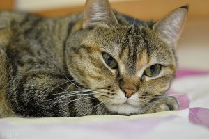 ​猫咪发腮吃什么最好（猫咪发腮应该吃什么）