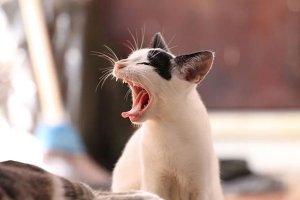 ​猫咪咳嗽吃什么药见效快（小猫咳嗽怎么办）