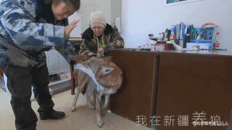 b站能直播只狼吗,b站最厉害的直播