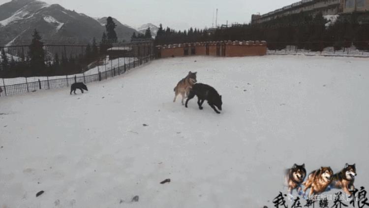 b站能直播只狼吗,b站最厉害的直播