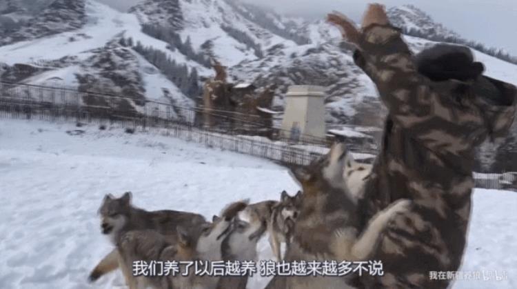 b站能直播只狼吗,b站最厉害的直播