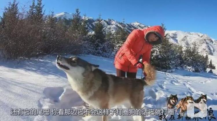 b站能直播只狼吗,b站最厉害的直播