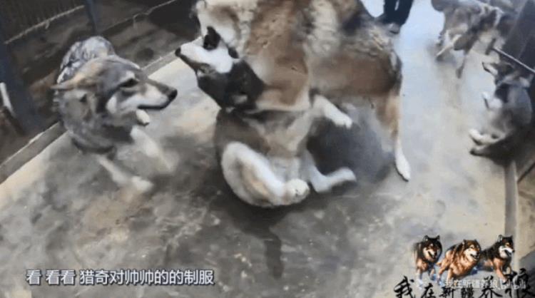 b站能直播只狼吗,b站最厉害的直播