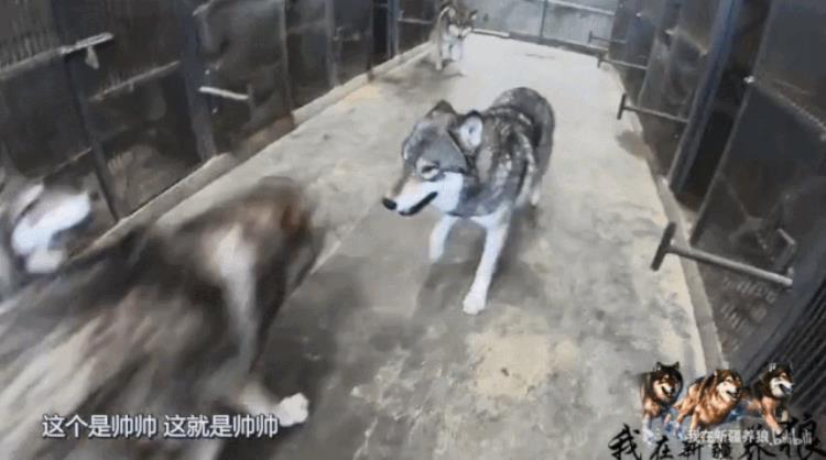 b站能直播只狼吗,b站最厉害的直播
