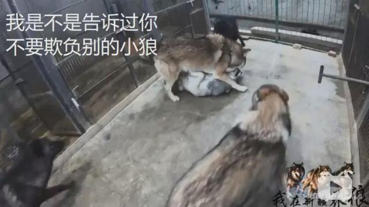 b站能直播只狼吗,b站最厉害的直播
