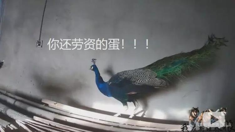 b站能直播只狼吗,b站最厉害的直播