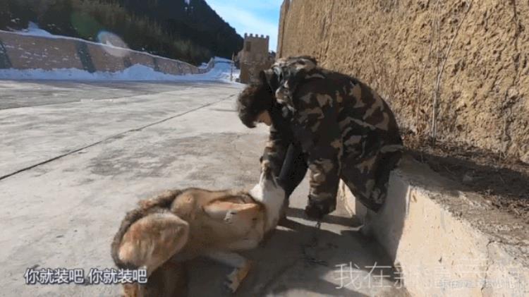 b站能直播只狼吗,b站最厉害的直播