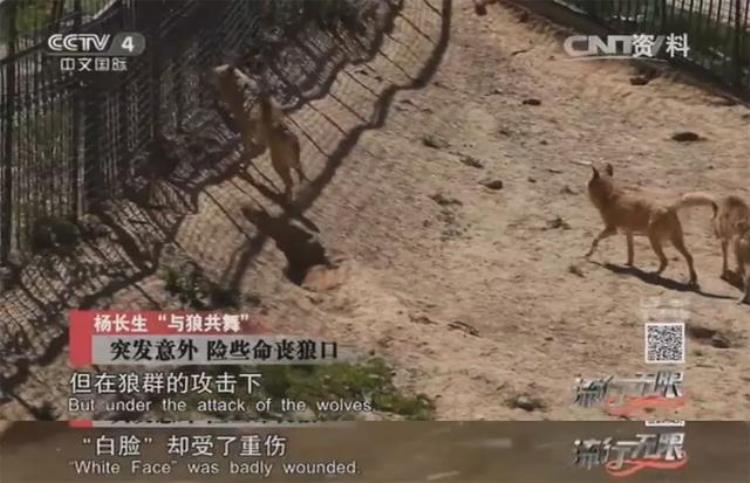 b站能直播只狼吗,b站最厉害的直播