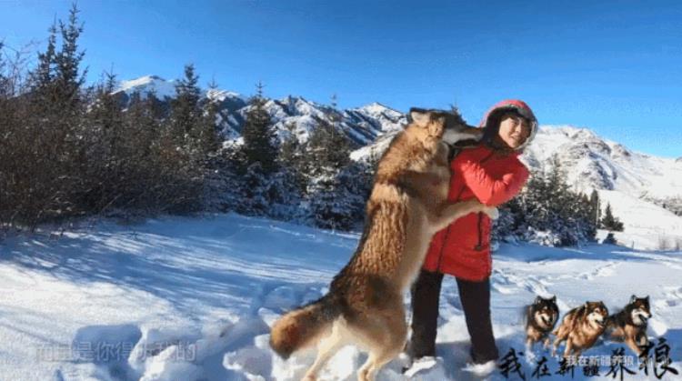 b站能直播只狼吗,b站最厉害的直播