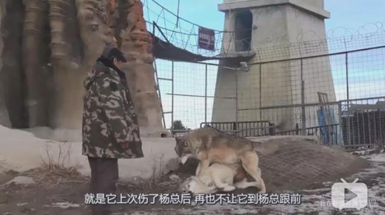 b站能直播只狼吗,b站最厉害的直播