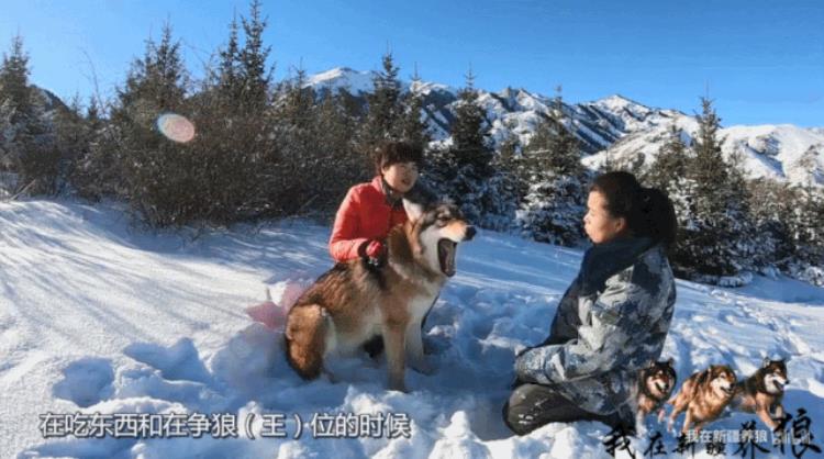 b站能直播只狼吗,b站最厉害的直播