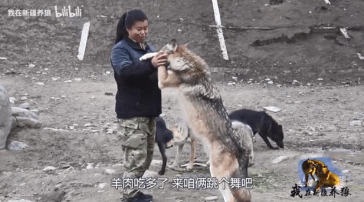 b站能直播只狼吗,b站最厉害的直播