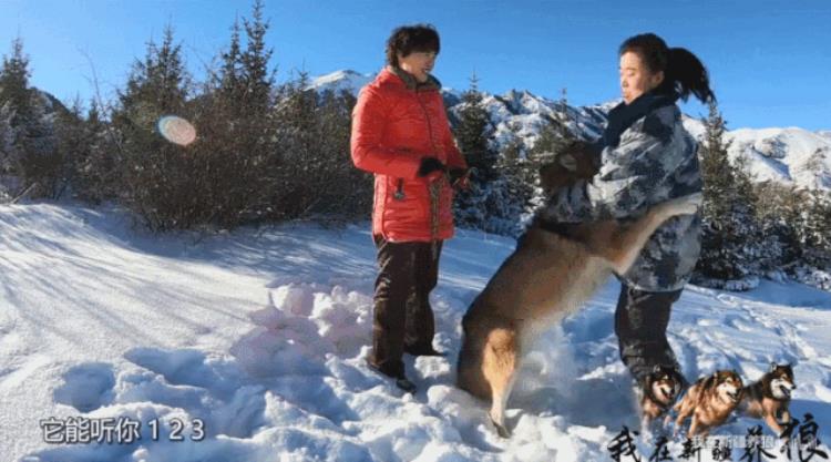 b站能直播只狼吗,b站最厉害的直播