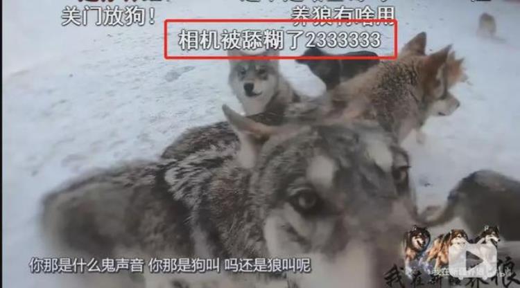 b站能直播只狼吗,b站最厉害的直播