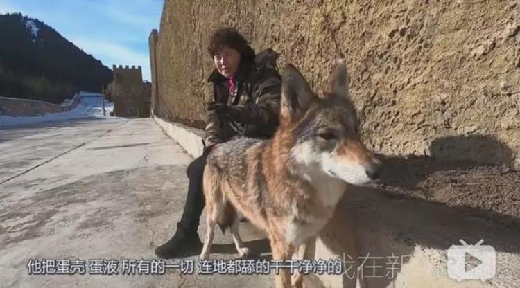 b站能直播只狼吗,b站最厉害的直播