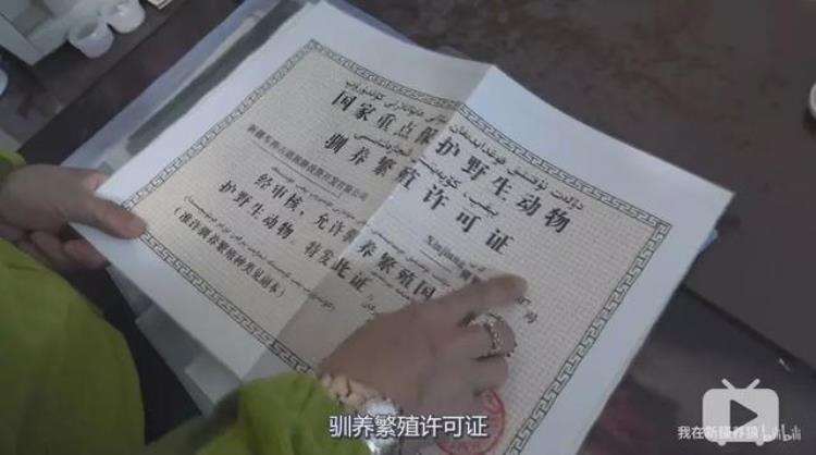 b站能直播只狼吗,b站最厉害的直播