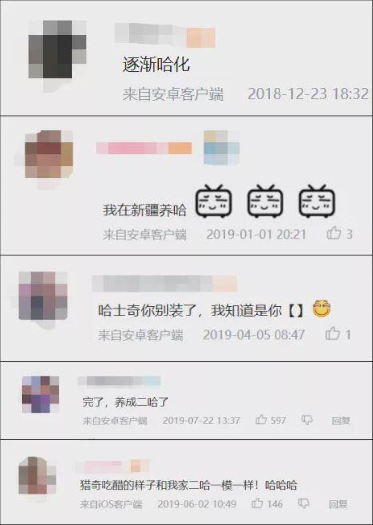b站能直播只狼吗,b站最厉害的直播