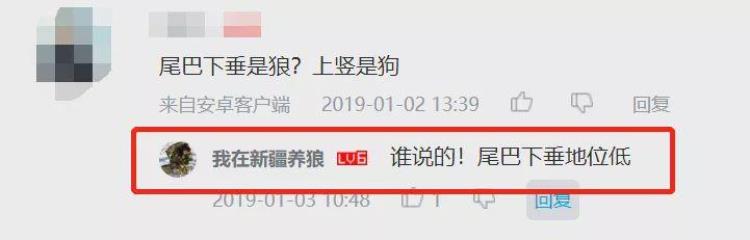 b站能直播只狼吗,b站最厉害的直播