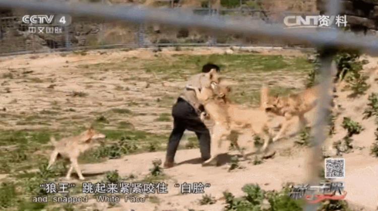 b站能直播只狼吗,b站最厉害的直播